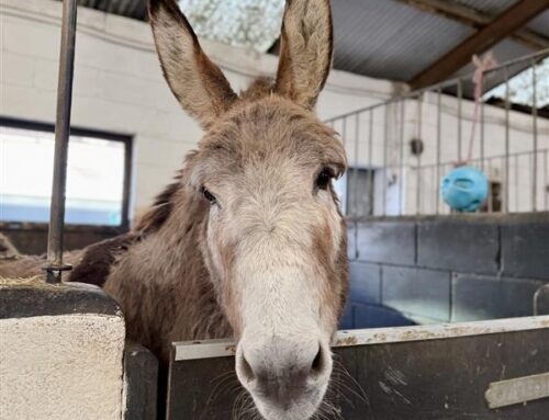 Meet Elphaba the Donkey & Glinda the Pony: Their First Days at HAPPA