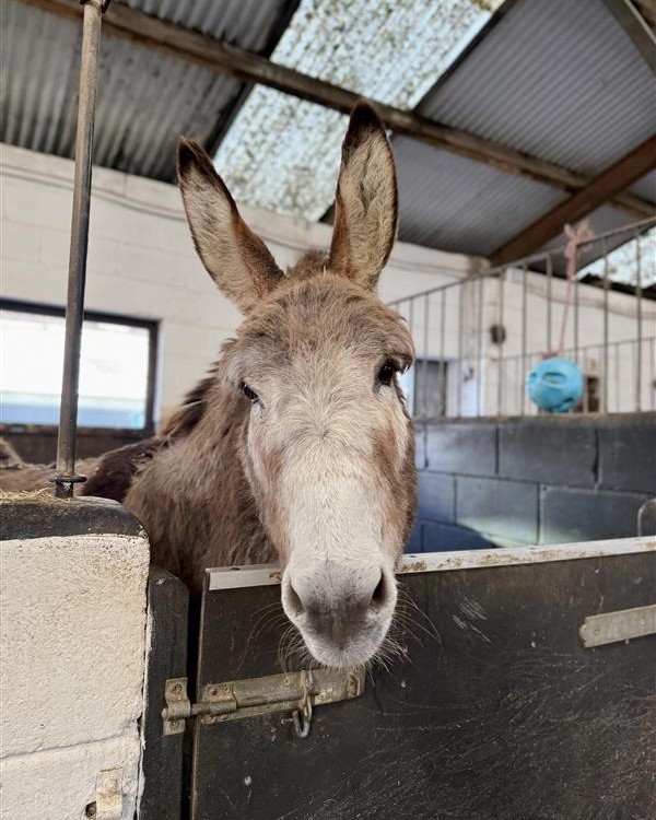 “Elphaba the rescued donkey settling into life at HAPPA