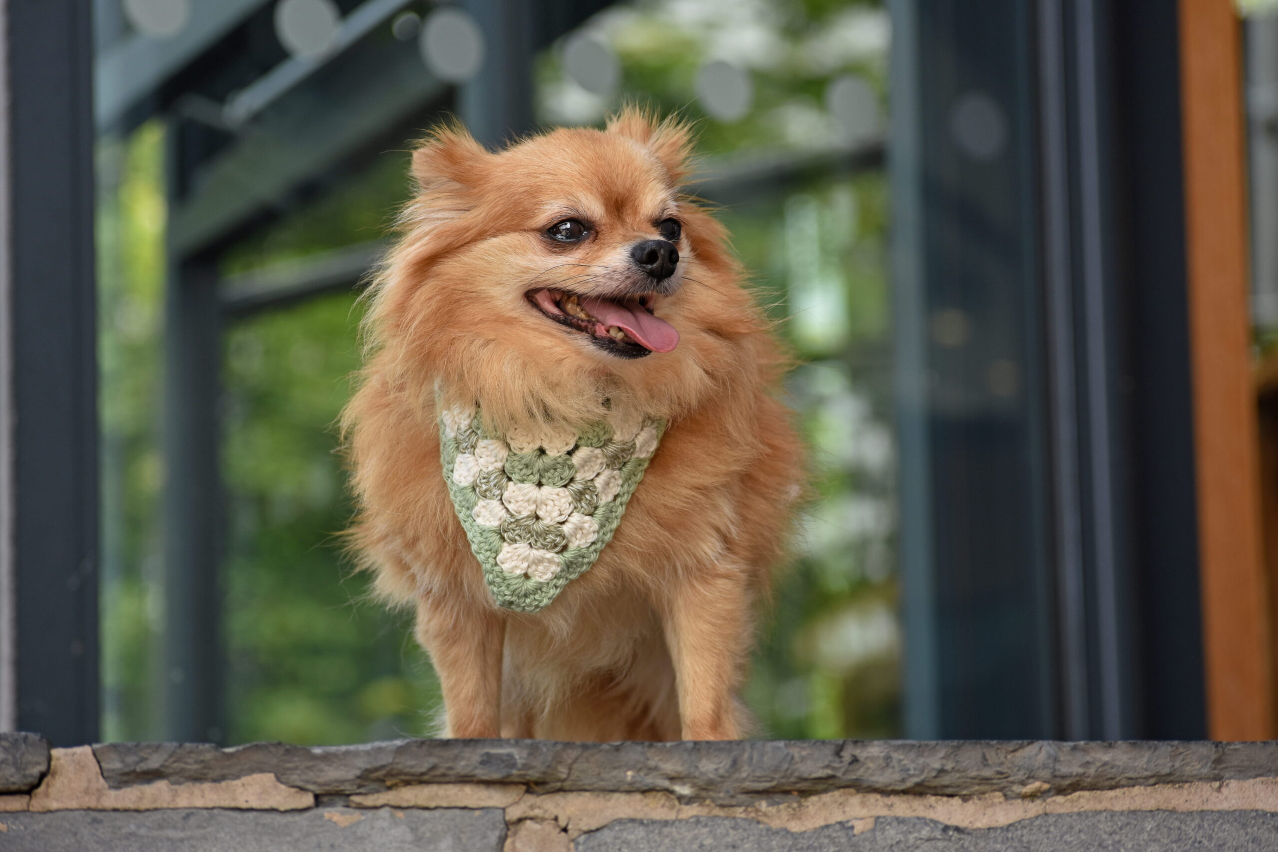 Hire HAPPA’s Indoor Bark Park for private dog exercise. A safe, dry indoor arena for up to 4 dogs. £15 per 45-minute session. Hire HAPPA’s Indoor Bark Park for private dog exercise. A safe, dry indoor arena for up to 4 dogs. £15 per 45-minute session.