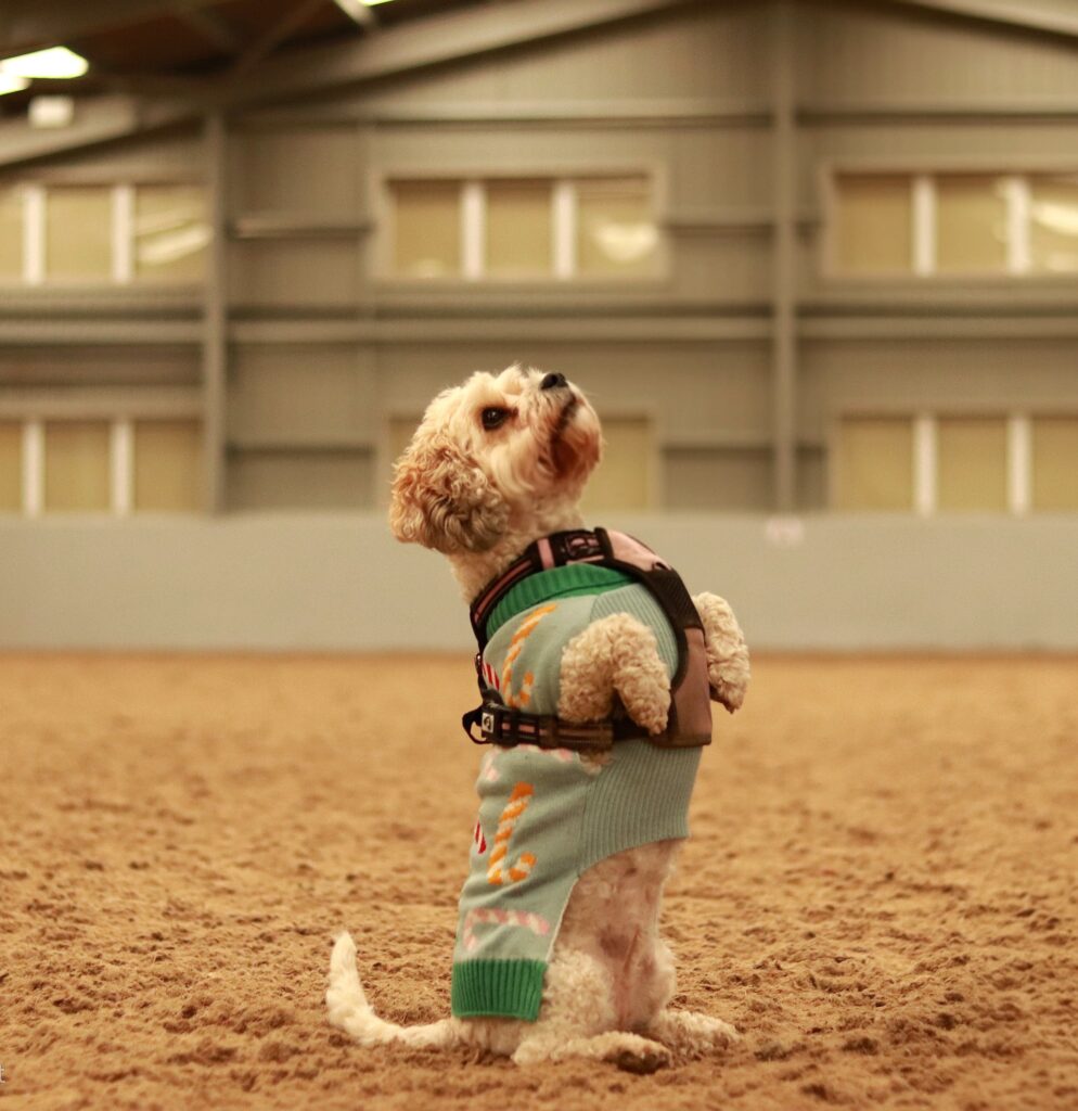 HAPPA’s Indoor Bark Park, a spacious, fully enclosed indoor arena available for exclusive dog hire in Lancashire. HAPPA’s Indoor Bark Park, a spacious, fully enclosed indoor arena available for exclusive dog hire in Lancashire.