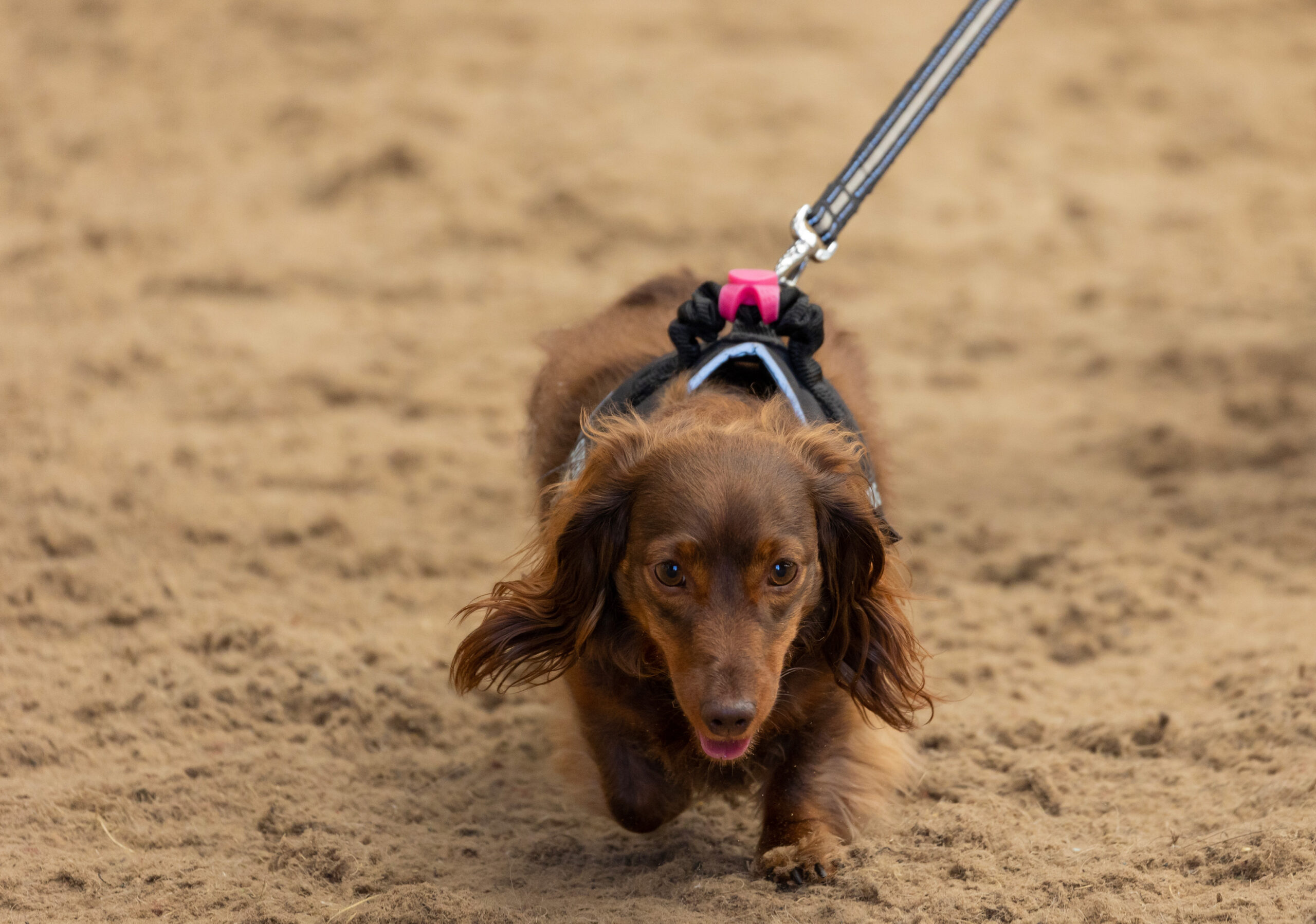 HAPPA’s Indoor Bark Park, a spacious, fully enclosed indoor arena available for exclusive dog hire in Lancashire. HAPPA’s Indoor Bark Park, a spacious, fully enclosed indoor arena available for exclusive dog hire in Lancashire.