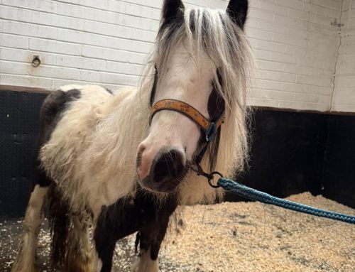 Disposable Lives: The Shocking Abandonment of Two Traumatised Young Horses