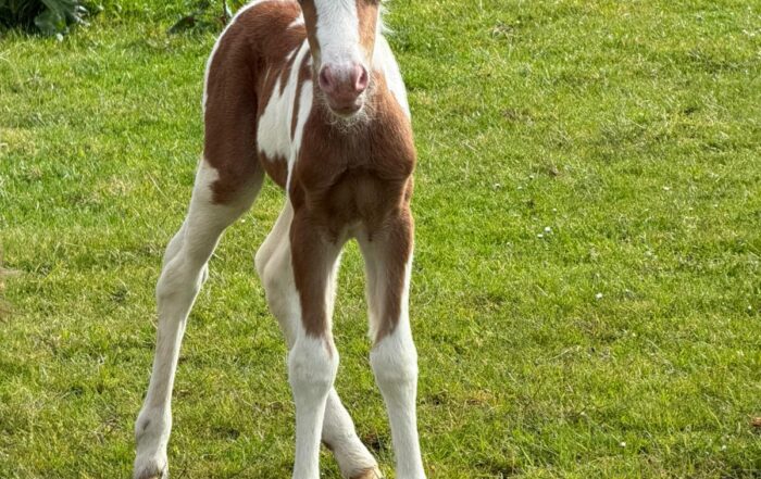 Meet Kane Sugars New Foal
