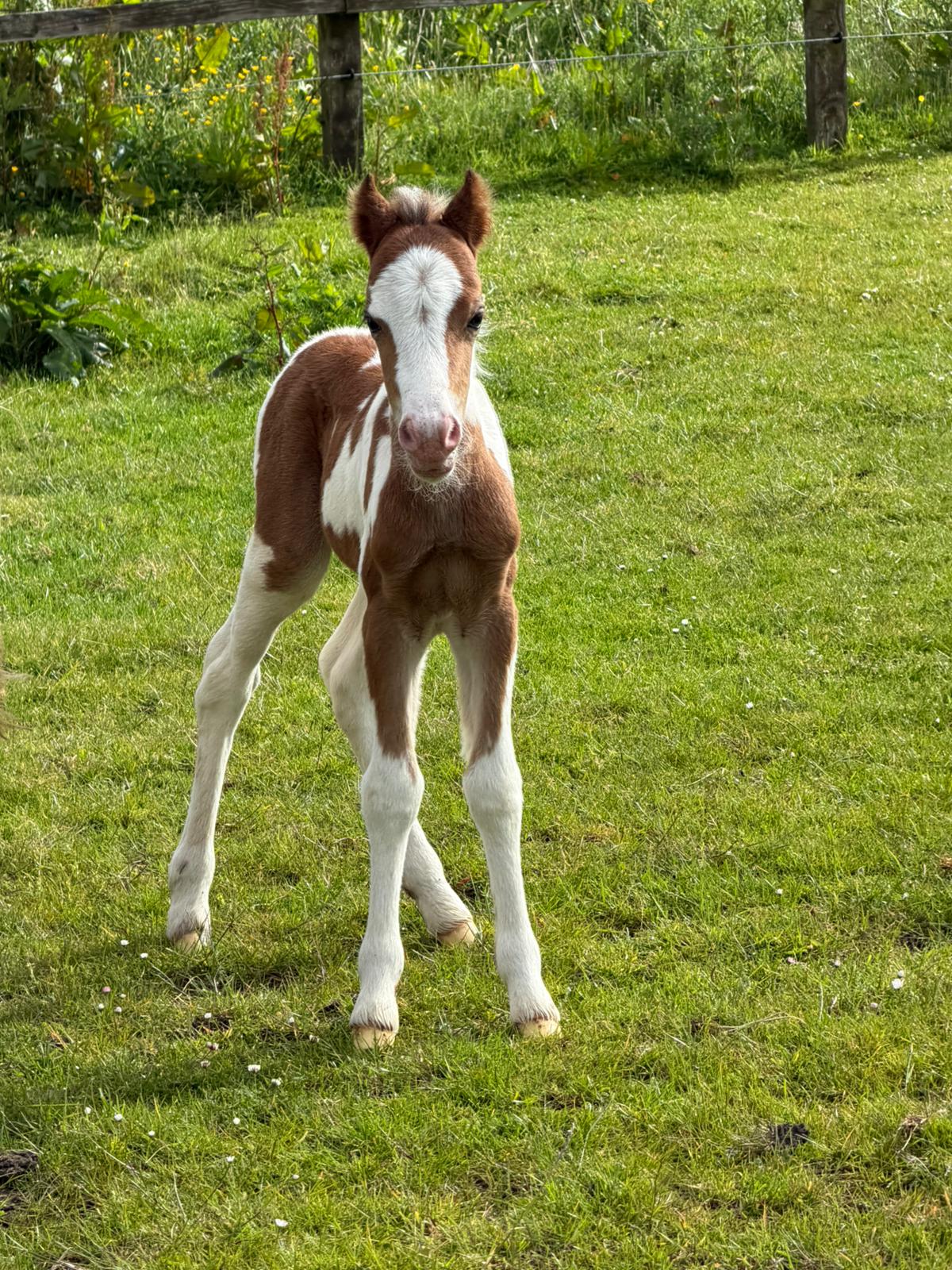 Meet Kane Sugars New Foal